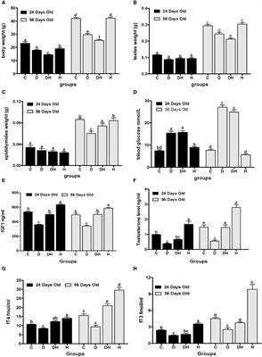 Effects of hyperthyroidism and diabetes mellitus on spermatogenesis in peri- and post-pubertal mice